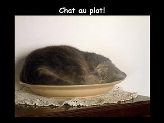 Chat au plat!
 
