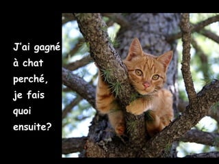 J’ai gagné
à chat
perché,
je fais
quoi
ensuite?
 