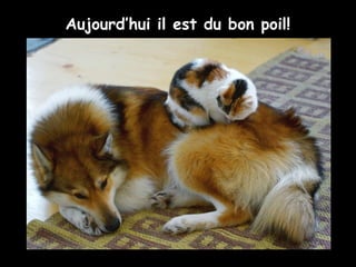 Aujourd’hui il est du bon poil!
 