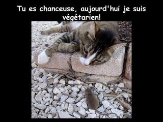 Tu es chanceuse, aujourd'hui je suis
végétarien!
 