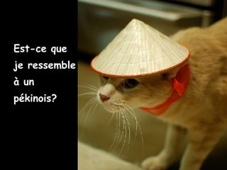Est-ce que
je ressemble
à un
pékinois?
 