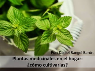 Plantas medicinales en el hogar:
¿cómo cultivarlas?
Por: Daniel Rangel Barón.
 