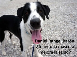Daniel Rangel Barón:
¿Tener una mascota
mejora la salud?
 