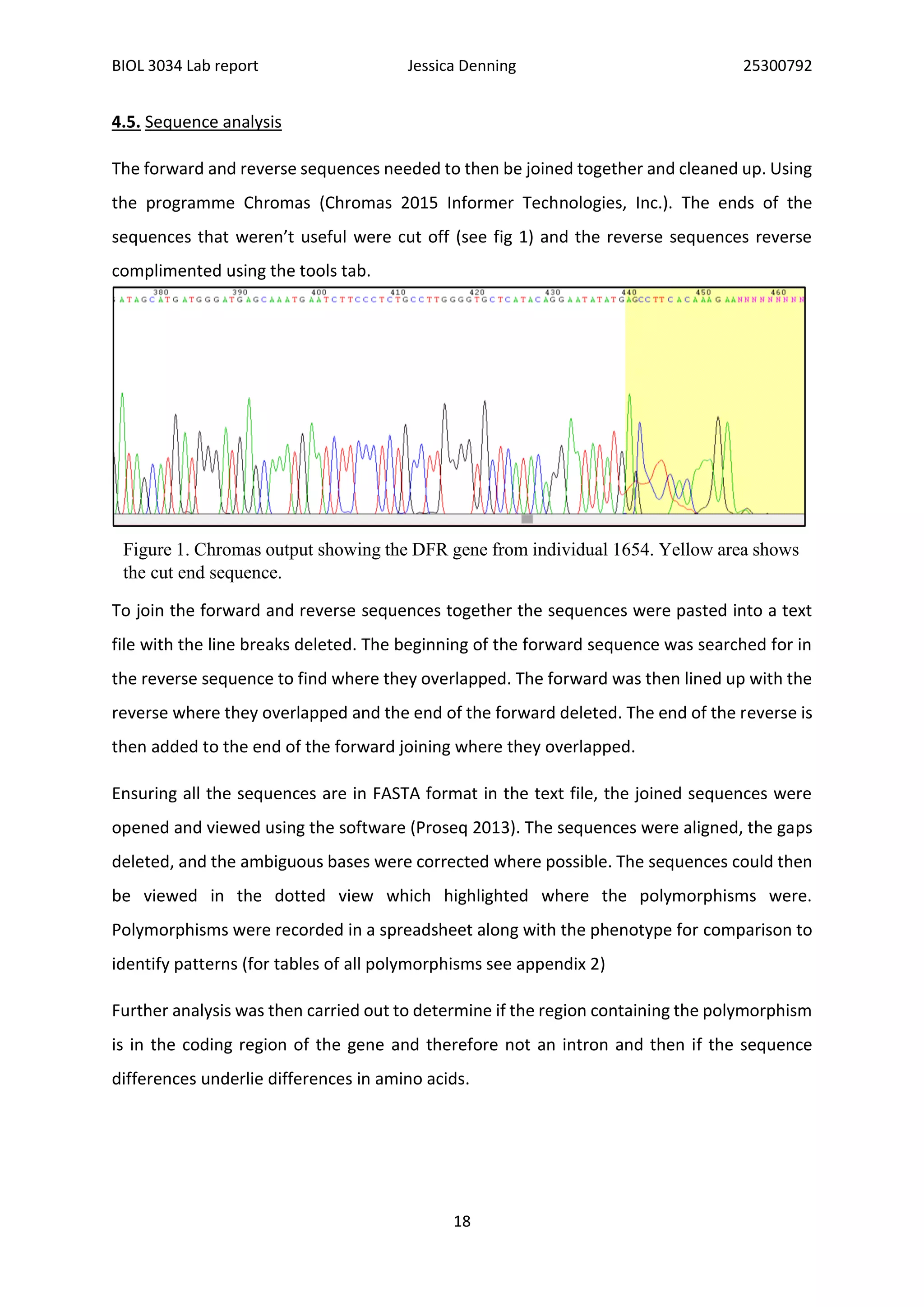 BIOL 3034 Lab report Jessica Denning 25300792
18
4.5. Sequence analysis
The forward and reverse sequences needed to then be joined together and cleaned up. Using
the programme Chromas (Chromas 2015 Informer Technologies, Inc.). The ends of the
sequences that weren’t useful were cut off (see fig 1) and the reverse sequences reverse
complimented using the tools tab.
To join the forward and reverse sequences together the sequences were pasted into a text
file with the line breaks deleted. The beginning of the forward sequence was searched for in
the reverse sequence to find where they overlapped. The forward was then lined up with the
reverse where they overlapped and the end of the forward deleted. The end of the reverse is
then added to the end of the forward joining where they overlapped.
Ensuring all the sequences are in FASTA format in the text file, the joined sequences were
opened and viewed using the software (Proseq 2013). The sequences were aligned, the gaps
deleted, and the ambiguous bases were corrected where possible. The sequences could then
be viewed in the dotted view which highlighted where the polymorphisms were.
Polymorphisms were recorded in a spreadsheet along with the phenotype for comparison to
identify patterns (for tables of all polymorphisms see appendix 2)
Further analysis was then carried out to determine if the region containing the polymorphism
is in the coding region of the gene and therefore not an intron and then if the sequence
differences underlie differences in amino acids.
Figure 1. Chromas output showing the DFR gene from individual 1654. Yellow area shows
the cut end sequence.
 