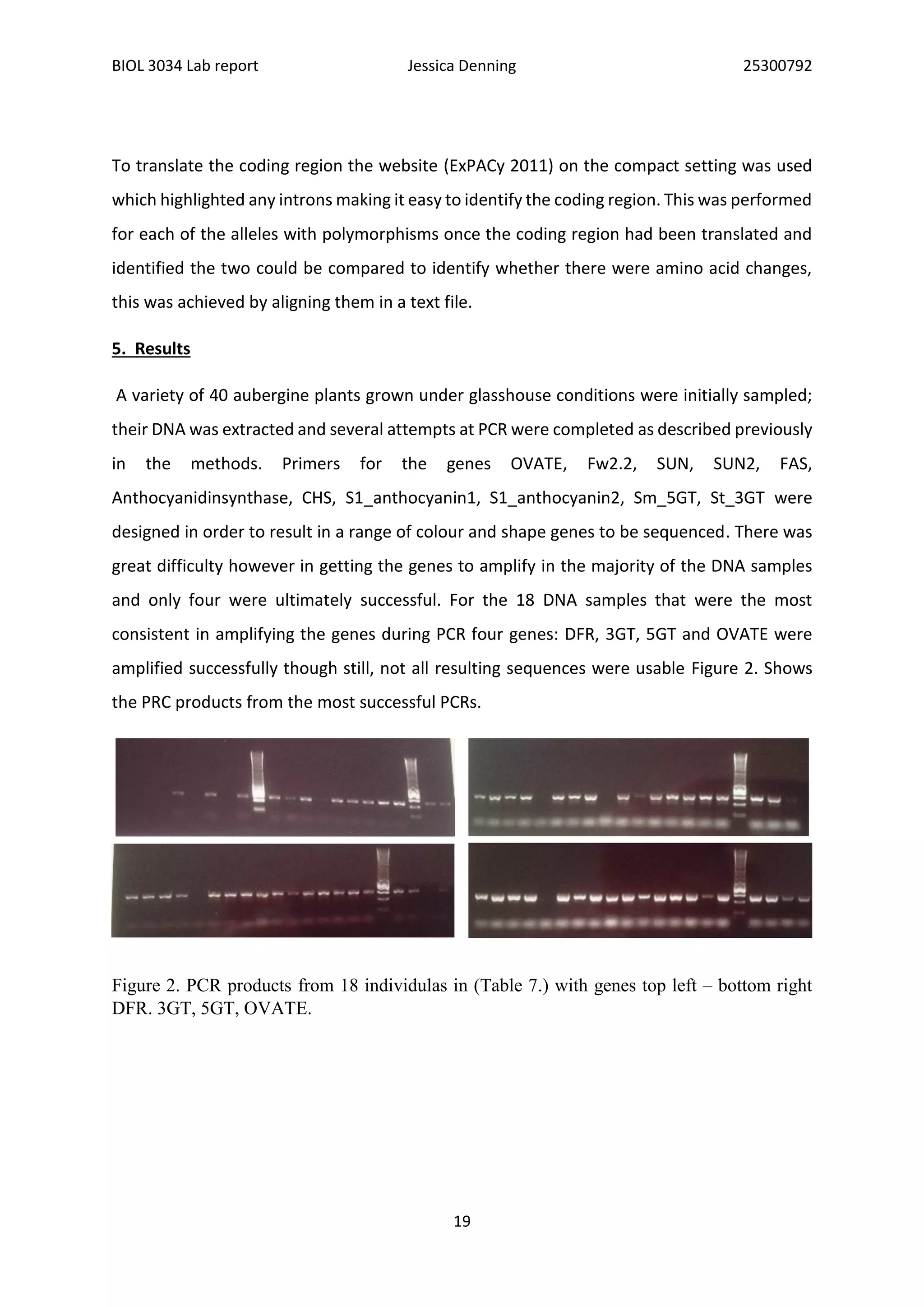 BIOL 3034 Lab report Jessica Denning 25300792
19
To translate the coding region the website (ExPACy 2011) on the compact setting was used
which highlighted any introns making it easy to identify the coding region. This was performed
for each of the alleles with polymorphisms once the coding region had been translated and
identified the two could be compared to identify whether there were amino acid changes,
this was achieved by aligning them in a text file.
5. Results
A variety of 40 aubergine plants grown under glasshouse conditions were initially sampled;
their DNA was extracted and several attempts at PCR were completed as described previously
in the methods. Primers for the genes OVATE, Fw2.2, SUN, SUN2, FAS,
Anthocyanidinsynthase, CHS, S1_anthocyanin1, S1_anthocyanin2, Sm_5GT, St_3GT were
designed in order to result in a range of colour and shape genes to be sequenced. There was
great difficulty however in getting the genes to amplify in the majority of the DNA samples
and only four were ultimately successful. For the 18 DNA samples that were the most
consistent in amplifying the genes during PCR four genes: DFR, 3GT, 5GT and OVATE were
amplified successfully though still, not all resulting sequences were usable Figure 2. Shows
the PRC products from the most successful PCRs.
Figure 2. PCR products from 18 individulas in (Table 7.) with genes top left – bottom right
DFR. 3GT, 5GT, OVATE.
 