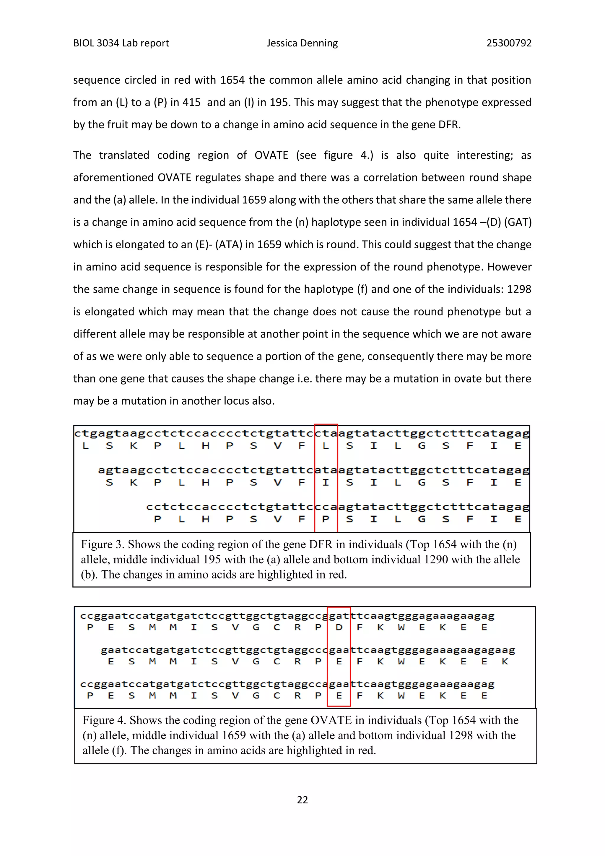BIOL 3034 Lab report Jessica Denning 25300792
22
sequence circled in red with 1654 the common allele amino acid changing in that position
from an (L) to a (P) in 415 and an (I) in 195. This may suggest that the phenotype expressed
by the fruit may be down to a change in amino acid sequence in the gene DFR.
The translated coding region of OVATE (see figure 4.) is also quite interesting; as
aforementioned OVATE regulates shape and there was a correlation between round shape
and the (a) allele. In the individual 1659 along with the others that share the same allele there
is a change in amino acid sequence from the (n) haplotype seen in individual 1654 –(D) (GAT)
which is elongated to an (E)- (ATA) in 1659 which is round. This could suggest that the change
in amino acid sequence is responsible for the expression of the round phenotype. However
the same change in sequence is found for the haplotype (f) and one of the individuals: 1298
is elongated which may mean that the change does not cause the round phenotype but a
different allele may be responsible at another point in the sequence which we are not aware
of as we were only able to sequence a portion of the gene, consequently there may be more
than one gene that causes the shape change i.e. there may be a mutation in ovate but there
may be a mutation in another locus also.
Figure 3. Shows the coding region of the gene DFR in individuals (Top 1654 with the (n)
allele, middle individual 195 with the (a) allele and bottom individual 1290 with the allele
(b). The changes in amino acids are highlighted in red.
Figure 4. Shows the coding region of the gene OVATE in individuals (Top 1654 with the
(n) allele, middle individual 1659 with the (a) allele and bottom individual 1298 with the
allele (f). The changes in amino acids are highlighted in red.
 