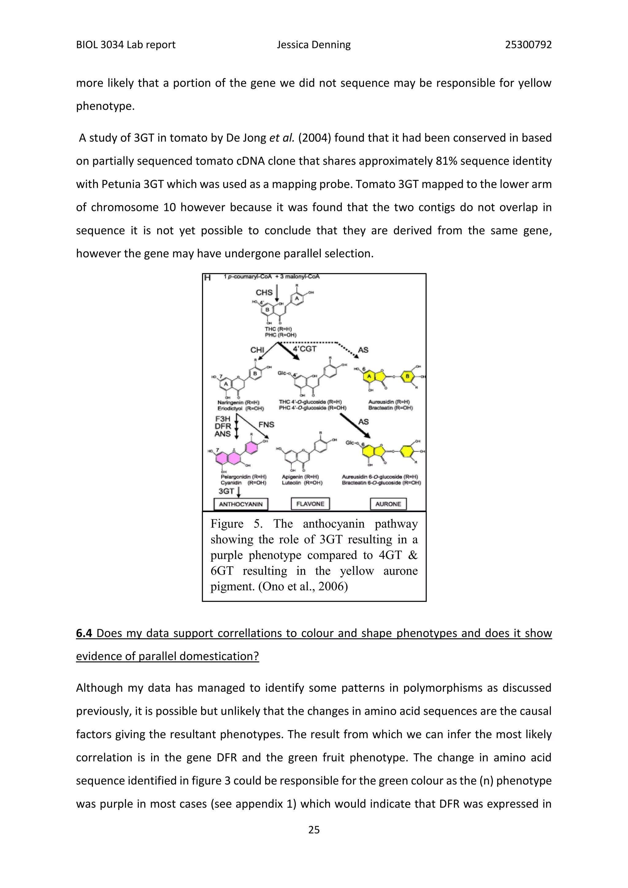 BIOL 3034 Lab report Jessica Denning 25300792
25
more likely that a portion of the gene we did not sequence may be responsible for yellow
phenotype.
A study of 3GT in tomato by De Jong et al. (2004) found that it had been conserved in based
on partially sequenced tomato cDNA clone that shares approximately 81% sequence identity
with Petunia 3GT which was used as a mapping probe. Tomato 3GT mapped to the lower arm
of chromosome 10 however because it was found that the two contigs do not overlap in
sequence it is not yet possible to conclude that they are derived from the same gene,
however the gene may have undergone parallel selection.
6.4 Does my data support correllations to colour and shape phenotypes and does it show
evidence of parallel domestication?
Although my data has managed to identify some patterns in polymorphisms as discussed
previously, it is possible but unlikely that the changes in amino acid sequences are the causal
factors giving the resultant phenotypes. The result from which we can infer the most likely
correlation is in the gene DFR and the green fruit phenotype. The change in amino acid
sequence identified in figure 3 could be responsible for the green colour as the (n) phenotype
was purple in most cases (see appendix 1) which would indicate that DFR was expressed in
Figure 5. The anthocyanin pathway
showing the role of 3GT resulting in a
purple phenotype compared to 4GT &
6GT resulting in the yellow aurone
pigment. (Ono et al., 2006)
 