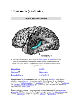 Hipocampo (anatomía)
Encéfalo: Hipocampo (anatomía)

El hipocampo está localizado en la parte medial del lóbulo temporal del cerebro. En esta vista
lateral del cerebro humano, el lóbulo frontal está a la izquierda, el lóbulo occipital a la
derecha, y los lóbuos temporal y parietal han sido retirados en gran medida para revelar el
hipocampo subyacente.

NeuroNames

hier-164

NeuroLex ID

Hippocampus

Dorlands/Elsevier

h_12/12422843

El hipocampo ([TA]: hippocampus, que a su vez procede del griego: ιππος, hippos =
caballo, y καμπος, kampos = el monstruo marino Campe) es uno de las principales
estructuras del cerebrohumano y otros mamíferos. El nombre le fue dado por el anatomista
del siglo XVIGiulio Cesare Aranzio, que advirtió una gran semejanza con la forma del
caballito de mar o hipocampo.
Es una estructura marginal y menos compleja en cuanto a capas de la misma sustancia
griscortical del lóbulo temporal. Por ello pertenece, por una parte al sistema límbico y por
otra a la arquicorteza, componiendo junto al subículo y el giro dentado la llamada

 