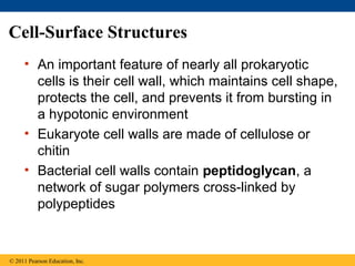 Cell-Surface Structures
• An important feature of nearly all prokaryotic
cells is their cell wall, which maintains cell shape,
protects the cell, and prevents it from bursting in
a hypotonic environment
• Eukaryote cell walls are made of cellulose or
chitin
• Bacterial cell walls contain peptidoglycan, a
network of sugar polymers cross-linked by
polypeptides
© 2011 Pearson Education, Inc.
 