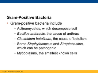 Gram-Positive Bacteria
• Gram-positive bacteria include
– Actinomycetes, which decompose soil
– Bacillus anthracis, the cause of anthrax
– Clostridium botulinum, the cause of botulism
– Some Staphylococcus and Streptococcus,
which can be pathogenic
– Mycoplasms, the smallest known cells
© 2011 Pearson Education, Inc.
 