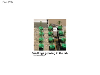 Figure 27.18a
Seedlings growing in the lab
 
