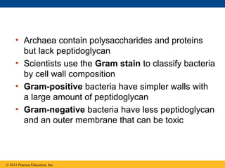 • Archaea contain polysaccharides and proteins
but lack peptidoglycan
• Scientists use the Gram stain to classify bacteria
by cell wall composition
• Gram-positive bacteria have simpler walls with
a large amount of peptidoglycan
• Gram-negative bacteria have less peptidoglycan
and an outer membrane that can be toxic
© 2011 Pearson Education, Inc.
 