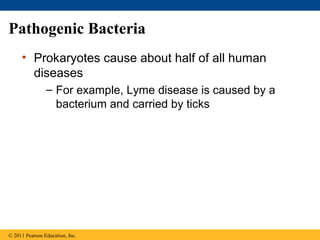 Pathogenic Bacteria
• Prokaryotes cause about half of all human
diseases
– For example, Lyme disease is caused by a
bacterium and carried by ticks
© 2011 Pearson Education, Inc.
 
