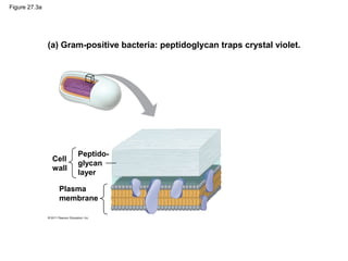Figure 27.3a
(a) Gram-positive bacteria: peptidoglycan traps crystal violet.
Peptido-
glycan
layer
Cell
wall
Plasma
membrane
 