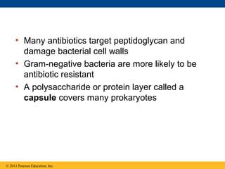 • Many antibiotics target peptidoglycan and
damage bacterial cell walls
• Gram-negative bacteria are more likely to be
antibiotic resistant
• A polysaccharide or protein layer called a
capsule covers many prokaryotes
© 2011 Pearson Education, Inc.
 
