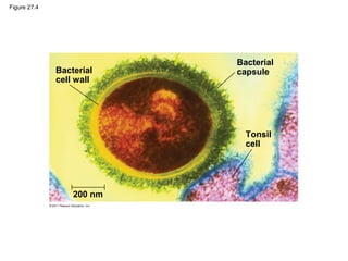 Figure 27.4
Bacterial
cell wall
Bacterial
capsule
Tonsil
cell
200 nm
 