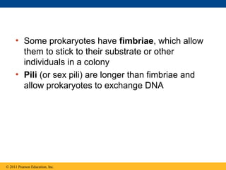 • Some prokaryotes have fimbriae, which allow
them to stick to their substrate or other
individuals in a colony
• Pili (or sex pili) are longer than fimbriae and
allow prokaryotes to exchange DNA
© 2011 Pearson Education, Inc.
 