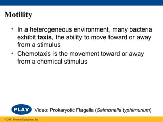 Motility
• In a heterogeneous environment, many bacteria
exhibit taxis, the ability to move toward or away
from a stimulus
• Chemotaxis is the movement toward or away
from a chemical stimulus
© 2011 Pearson Education, Inc.
Video: Prokaryotic Flagella (Salmonella typhimurium)
 