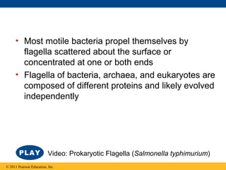 • Most motile bacteria propel themselves by
flagella scattered about the surface or
concentrated at one or both ends
• Flagella of bacteria, archaea, and eukaryotes are
composed of different proteins and likely evolved
independently
© 2011 Pearson Education, Inc.
Video: Prokaryotic Flagella (Salmonella typhimurium)
 