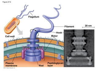 Figure 27.6
Flagellum
Hook
Motor
Filament
Rod
Peptidoglycan
layer
Plasma
membrane
Cell wall
20 nm
 