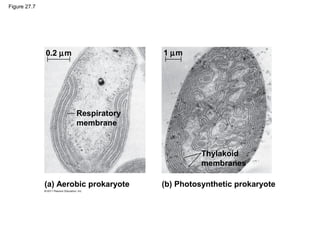 Figure 27.7
(a) Aerobic prokaryote (b) Photosynthetic prokaryote
Respiratory
membrane
Thylakoid
membranes
0.2 µm 1 µm
 