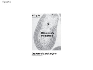 Figure 27.7a
(a) Aerobic prokaryote
Respiratory
membrane
0.2 µm
 