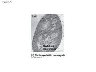 Figure 27.7b
(b) Photosynthetic prokaryote
Thylakoid
membranes
1 µm
 