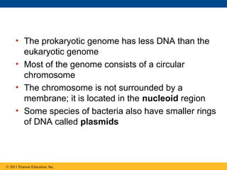• The prokaryotic genome has less DNA than the
eukaryotic genome
• Most of the genome consists of a circular
chromosome
• The chromosome is not surrounded by a
membrane; it is located in the nucleoid region
• Some species of bacteria also have smaller rings
of DNA called plasmids
© 2011 Pearson Education, Inc.
 