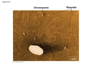 Figure 27.8
Chromosome Plasmids
1 µm
 
