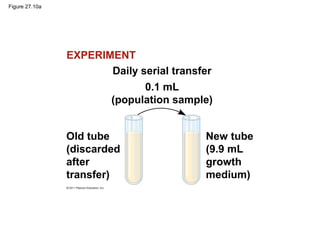 Figure 27.10a
Daily serial transfer
0.1 mL
(population sample)
Old tube
(discarded
after
transfer)
New tube
(9.9 mL
growth
medium)
EXPERIMENT
 