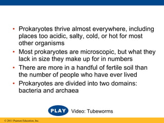 • Prokaryotes thrive almost everywhere, including
places too acidic, salty, cold, or hot for most
other organisms
• Most prokaryotes are microscopic, but what they
lack in size they make up for in numbers
• There are more in a handful of fertile soil than
the number of people who have ever lived
• Prokaryotes are divided into two domains:
bacteria and archaea
© 2011 Pearson Education, Inc.
Video: Tubeworms
 