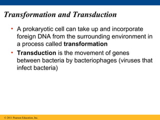 Transformation and Transduction
• A prokaryotic cell can take up and incorporate
foreign DNA from the surrounding environment in
a process called transformation
• Transduction is the movement of genes
between bacteria by bacteriophages (viruses that
infect bacteria)
© 2011 Pearson Education, Inc.
 