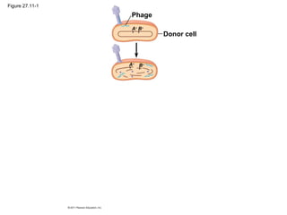 Figure 27.11-1
Donor cell
A+
B+
B+
A+
Phage
 