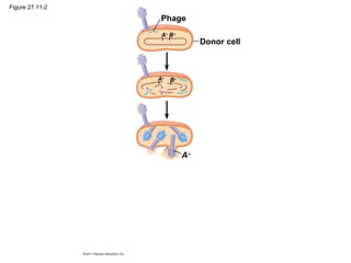 Figure 27.11-2
A+
Donor cell
A+
B+
B+
A+
Phage
 