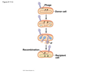 Figure 27.11-3
Recipient
cell
Recombination
A+
A+
A−
B−
Donor cell
A+
B+
B+
A+
Phage
 