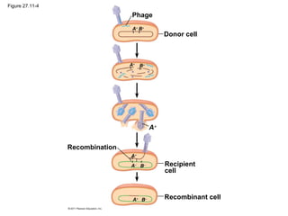 Figure 27.11-4
Recombinant cell
Recipient
cell
Recombination
A+
A+
A−
B−
B−A+
Donor cell
A+
B+
B+
A+
Phage
 