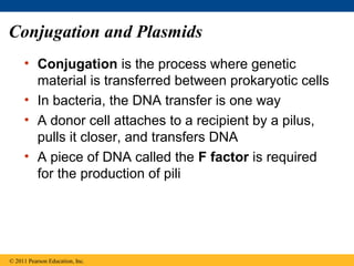 Conjugation and Plasmids
• Conjugation is the process where genetic
material is transferred between prokaryotic cells
• In bacteria, the DNA transfer is one way
• A donor cell attaches to a recipient by a pilus,
pulls it closer, and transfers DNA
• A piece of DNA called the F factor is required
for the production of pili
© 2011 Pearson Education, Inc.
 