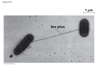 Figure 27.12
Sex pilus
1 µm
 