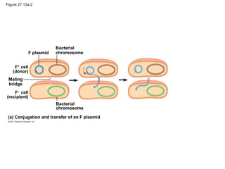 Figure 27.13a-2
F plasmid
Bacterial
chromosome
F+
cell
(donor)
F−
cell
(recipient)
Mating
bridge
Bacterial
chromosome
(a) Conjugation and transfer of an F plasmid
 