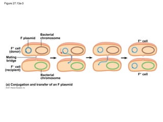 Figure 27.13a-3
F plasmid
Bacterial
chromosome
F+
cell
(donor)
F−
cell
(recipient)
Mating
bridge
Bacterial
chromosome
(a) Conjugation and transfer of an F plasmid
F+
cell
F+
cell
 