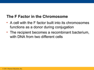 The F Factor in the Chromosome
• A cell with the F factor built into its chromosomes
functions as a donor during conjugation
• The recipient becomes a recombinant bacterium,
with DNA from two different cells
© 2011 Pearson Education, Inc.
 