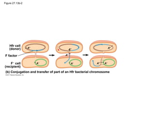 Figure 27.13b-2
Hfr cell
(donor)
F−
cell
(recipient)
(b) Conjugation and transfer of part of an Hfr bacterial chromosome
F factor
A+
A+
A−
A−
A+
A+
A−
A+
 