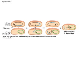 Figure 27.13b-3
Hfr cell
(donor)
F−
cell
(recipient)
(b) Conjugation and transfer of part of an Hfr bacterial chromosome
F factor A+
A−
Recombinant
F−
bacterium
A+
A+
A−
A−
A+
A+
A−
A+
 