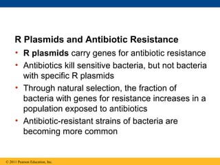 R Plasmids and Antibiotic Resistance
• R plasmids carry genes for antibiotic resistance
• Antibiotics kill sensitive bacteria, but not bacteria
with specific R plasmids
• Through natural selection, the fraction of
bacteria with genes for resistance increases in a
population exposed to antibiotics
• Antibiotic-resistant strains of bacteria are
becoming more common
© 2011 Pearson Education, Inc.
 
