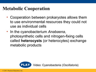 Metabolic Cooperation
• Cooperation between prokaryotes allows them
to use environmental resources they could not
use as individual cells
• In the cyanobacterium Anabaena,
photosynthetic cells and nitrogen-fixing cells
called heterocysts (or heterocytes) exchange
metabolic products
© 2011 Pearson Education, Inc.
Video: Cyanobacteria (Oscillatoria)
 