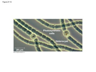 Figure 27.14
Photosynthetic
cells
Heterocyst
20 µm
 