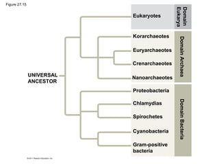 Eukaryotes
Korarchaeotes
Euryarchaeotes
Crenarchaeotes
Nanoarchaeotes
Proteobacteria
Chlamydias
Spirochetes
Cyanobacteria
Gram-positive
bacteria
DomainBacteriaDomainArchaea
Domain
Eukarya
UNIVERSAL
ANCESTOR
Figure 27.15
 