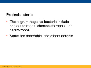 Proteobacteria
• These gram-negative bacteria include
photoautotrophs, chemoautotrophs, and
heterotrophs
• Some are anaerobic, and others aerobic
© 2011 Pearson Education, Inc.
 