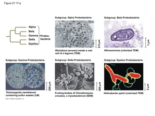 Figure 27.17-a
Alpha
Beta
Gamma
Delta
Proteo-
bacteria
Epsilon
Subgroup: Alpha Proteobacteria
Rhizobium (arrows) inside a root
cell of a legume (TEM)
2.5µm
Subgroup: Delta ProteobacteriaSubgroup: Gamma Proteobacteria Subgroup: Epsilon Proteobacteria
Nitrosomonas (colorized TEM)
1µm
Subgroup: Beta Proteobacteria
2µm
300µm
Helicobacter pylori (colorized TEM)Fruiting bodies of Chondromyces
crocatus, a myxobacterium (SEM)
200µm
Thiomargarita namibiensis
containing sulfur wastes (LM)
 