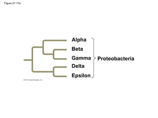 Figure 27.17a
Alpha
Beta
Gamma
Delta
Proteobacteria
Epsilon
 